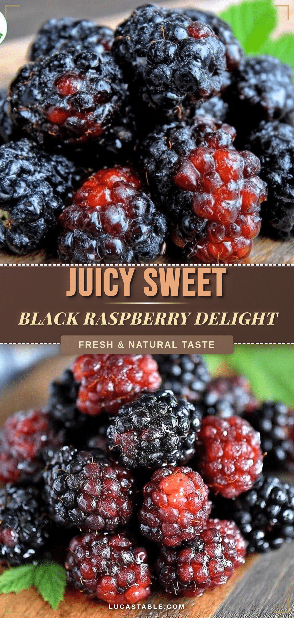 fresh black raspberry delight recipe